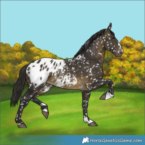 Horse Color:Buckskin Appaloosa 