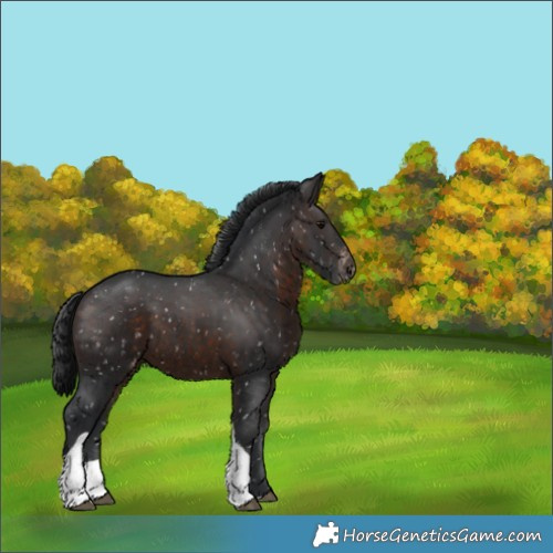 Horse Color:Brown Tobiano Appaloosa 