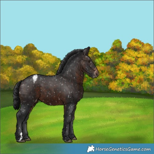 Horse Color:Brown Appaloosa 