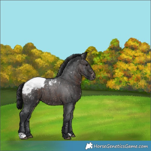 Horse Color:Brown Roan Appaloosa 