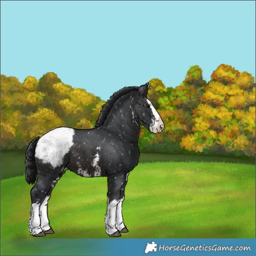 Horse Color:Brown Sabino Splash Appaloosa 