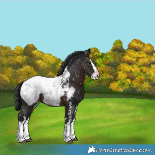 Horse Color:Brown Sabino Splash Appaloosa 