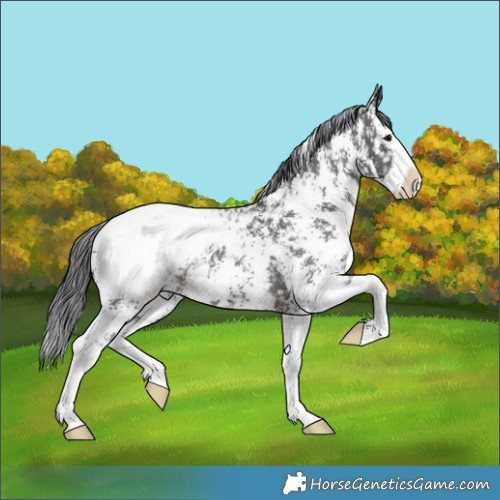 Horse Color:Brown Sabino Splash Appaloosa 