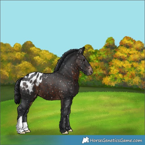 Horse Color:Brown Appaloosa 