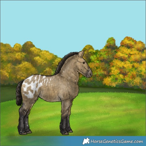Horse Color:Buckskin Dun Appaloosa 