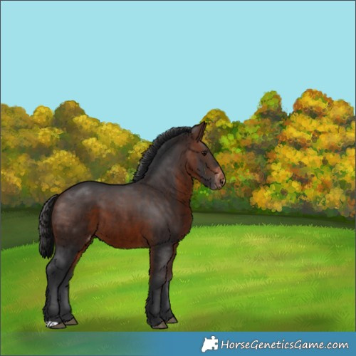Horse Color:Brown Appaloosa 