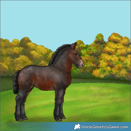 Horse Color:Brown Appaloosa 