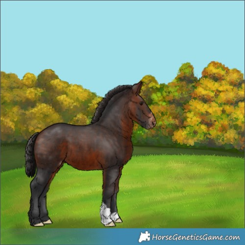 Horse Color:Brown Appaloosa 