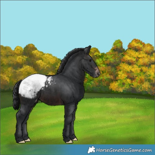 Horse Color:Brown Appaloosa 