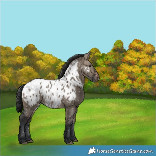 Horse Color:Brown Dun Appaloosa 