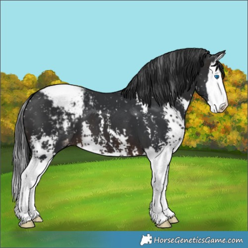 Horse Color:Brown Sabino Splash Appaloosa 