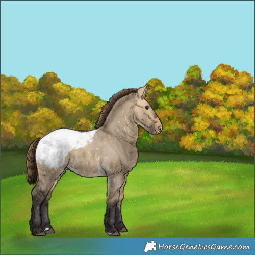 Horse Color:Buckskin Dun Appaloosa 