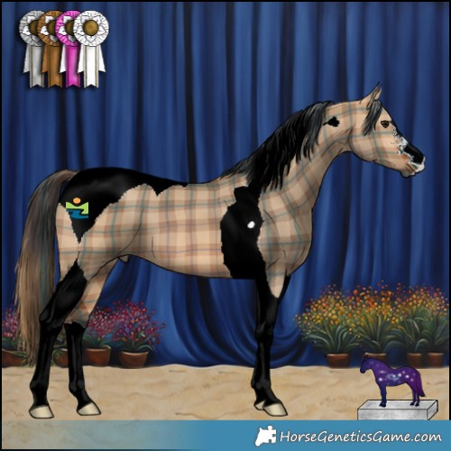 Horse Color:Plaid  Bay Dun Tobiano 