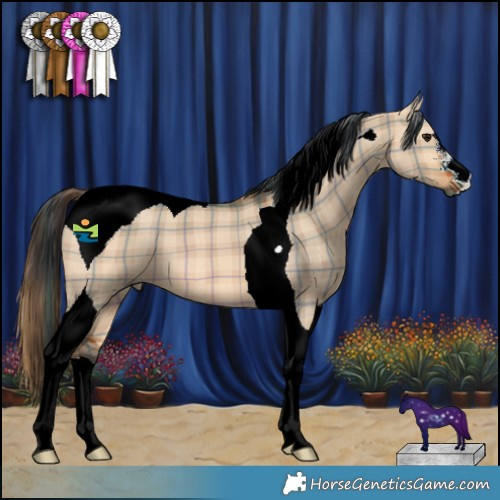 Horse Color:Plaid  Bay Dun Tobiano 