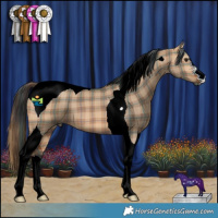 Horse Color:Plaid Bay Dun Tobiano