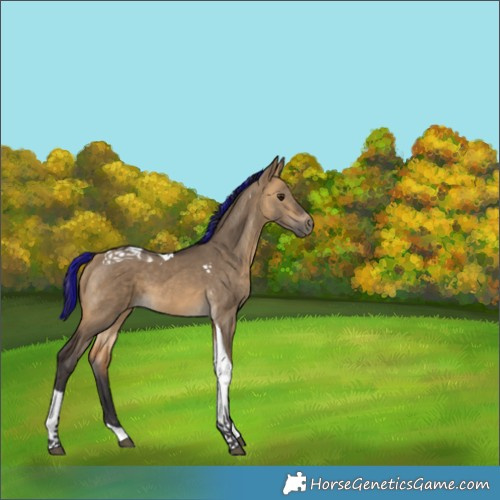 Horse Color:Painted Buckskin Dun Tobiano 