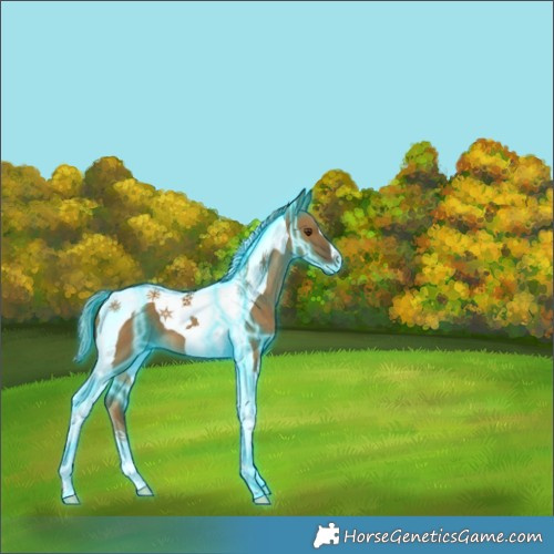 Horse Color:Thunderstruck Chocolate Palomino Dun Tobiano 