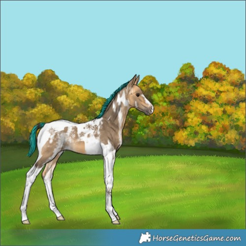 Horse Color:Painted White Spotted Buckskin Dun Tobiano 