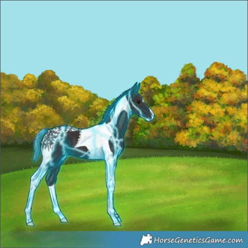 Horse Color:Thunderstruck Smoky Black Tobiano 