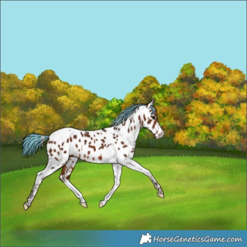 Horse Color:Painted Silver Brown Tobiano Appaloosa 