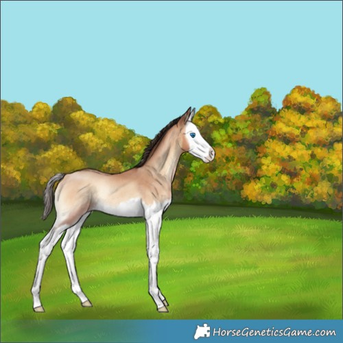 Horse Color:Amber Champagne Onyx Splash Rabicano 
