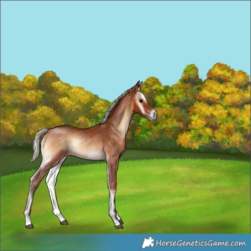 Horse Color:Silver Brown Onyx Rabicano 