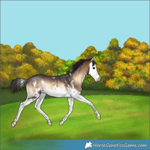Horse Color:Brown Onyx Sabino Splash Rabicano 
