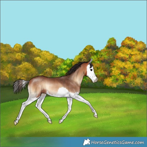 Horse Color:Bay Onyx Splash Rabicano 