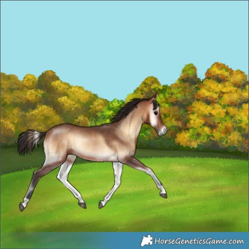 Horse Color:Bay Onyx Rabicano 