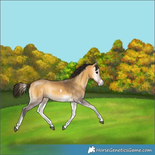 Horse Color:Buckskin Onyx Sabino Rabicano 