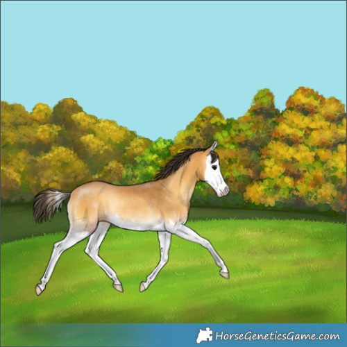 Horse Color:Buckskin Onyx Splash Rabicano 