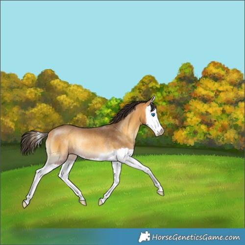 Horse Color:Buckskin Onyx Splash Rabicano 