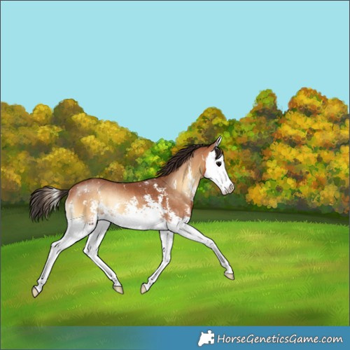 Horse Color:Bay Onyx Sabino Splash Rabicano 