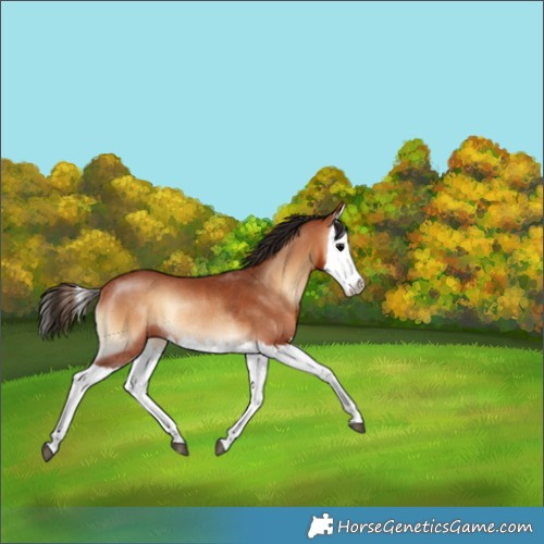 Horse Color:Bay Onyx Splash Rabicano 