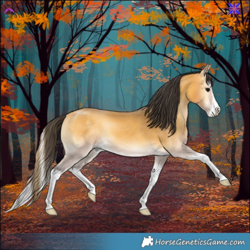 Horse Color:Buckskin Onyx Splash Rabicano 