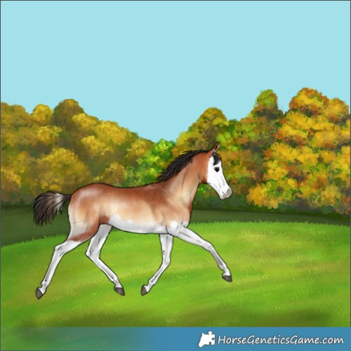 Horse Color:Bay Onyx Splash Rabicano 