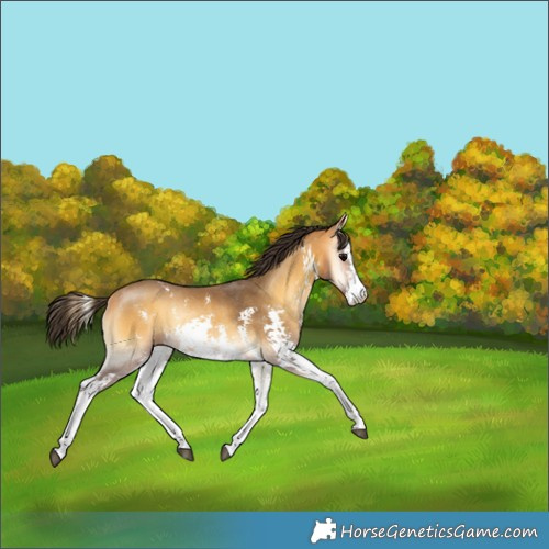 Horse Color:Buckskin Onyx Sabino Rabicano 