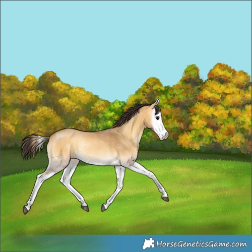 Horse Color:Buckskin Onyx Splash Rabicano 