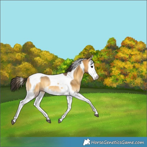Horse Color:Buckskin Onyx Splash Tobiano Rabicano 