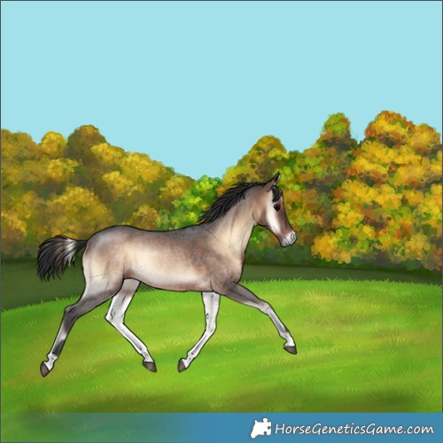 Horse Color:Brown Roan Onyx Rabicano 