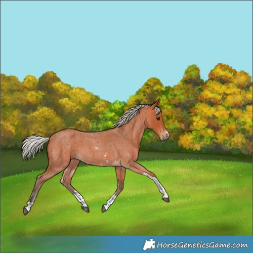 Horse Color:Silver Bay Roan Sabino Rabicano 