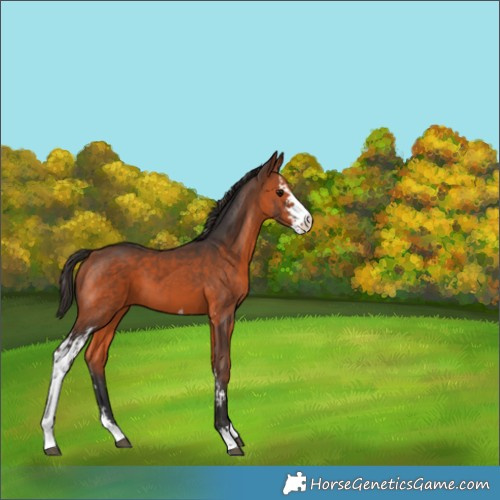 Horse Color:Bay Sabino 