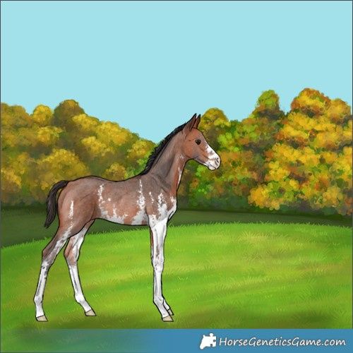 Horse Color:Bay Sabino Rabicano 