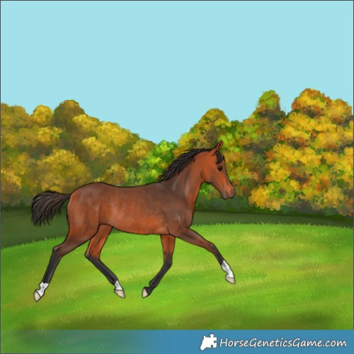 Horse Color:Bay Rabicano 