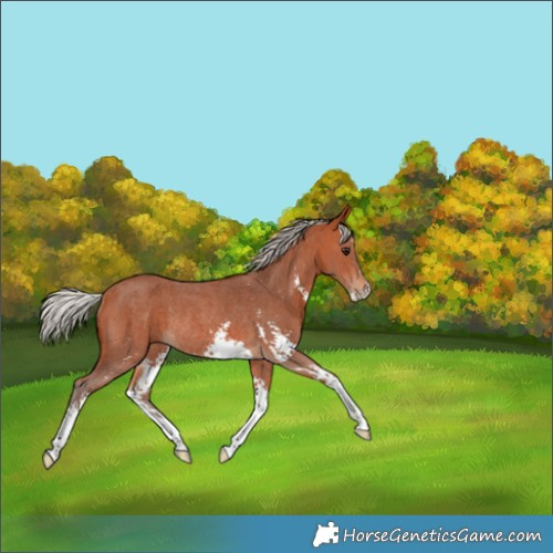 Horse Color:Silver Bay Sabino Rabicano 