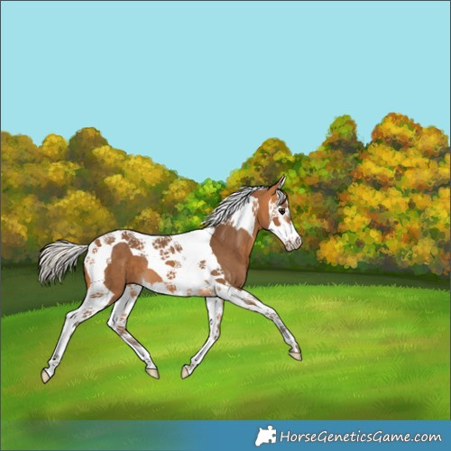 Horse Color:Silver Buckskin Splash Tobiano 