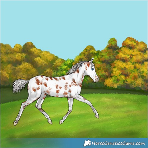 Horse Color:White Spotted Silver Bay Splash 