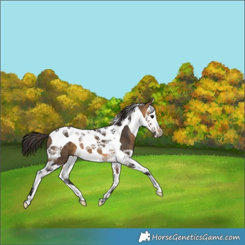 Horse Color:Buckskin Splash Tobiano 