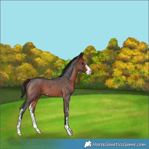 Horse Color:Bay Roan Sabino 