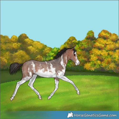 Horse Color:Bay Sabino Rabicano 